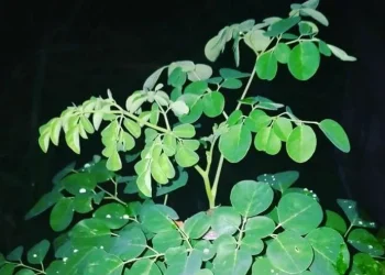 Daun kelor sebagai daun yang bisa menangkal sihir.