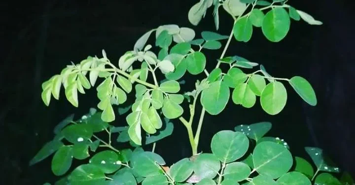 Daun kelor sebagai daun yang bisa menangkal sihir.