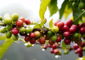 Ilustrasi tanaman kopi.