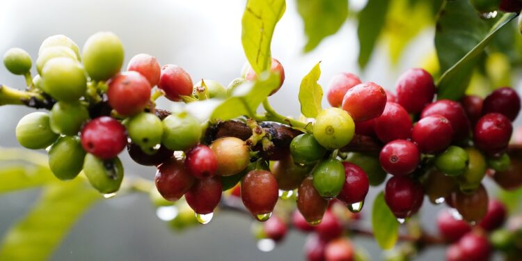 Ilustrasi tanaman kopi.