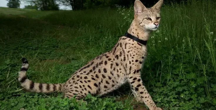 Potret kucing savannah