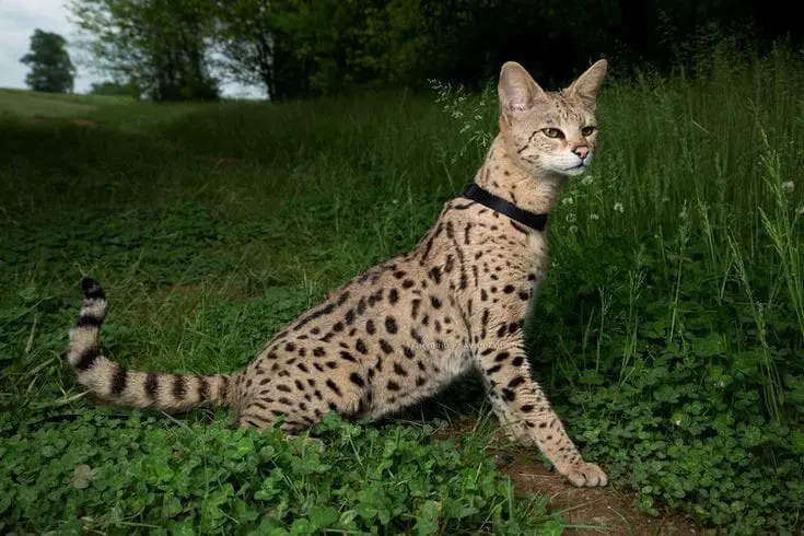 Potret kucing savannah