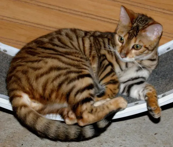 Potret kucing Toyger