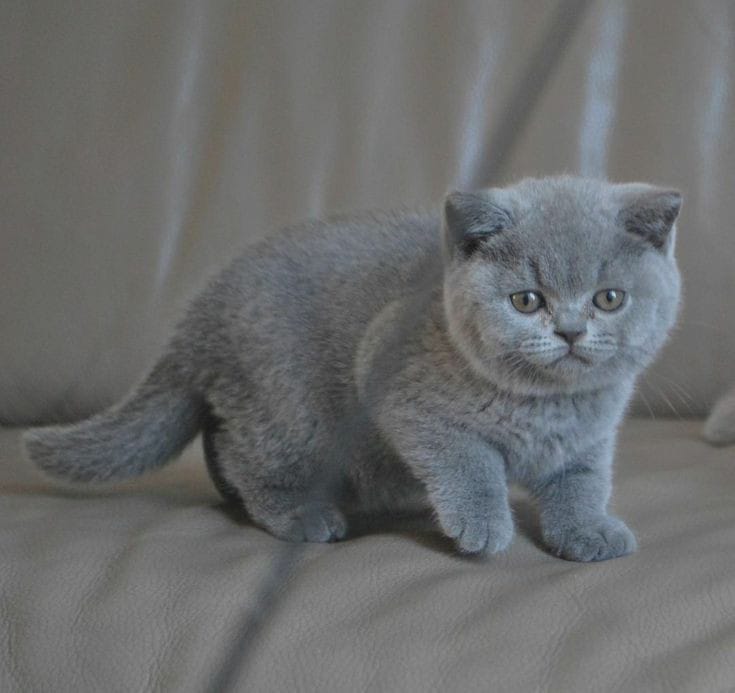 Potret kucing British Short Hair.
