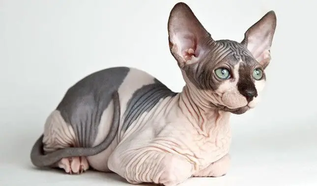 Potret kucing sphynx.