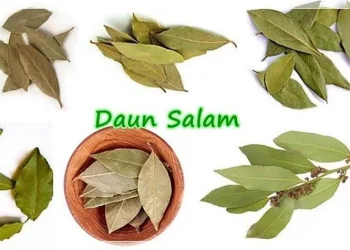 Ilustrasi daun salam.
