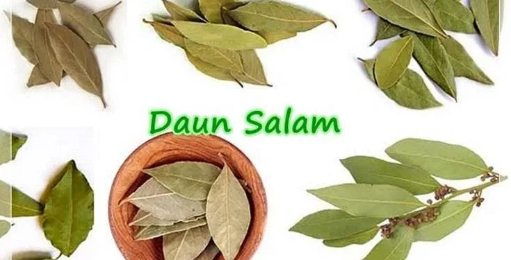 Ilustrasi daun salam.