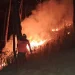 Petugas BPBD Kota Batu saat memadamkan api secara manual di bukit trenggilis, Minggu (15/10/2023).