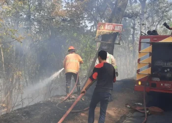 Hutan Jati,Hutan Jati Kebakaran - 3 Hektare Hutan Jati di Gunung Geger Kebakaran