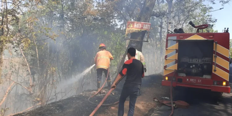Hutan Jati,Hutan Jati Kebakaran - 3 Hektare Hutan Jati di Gunung Geger Kebakaran