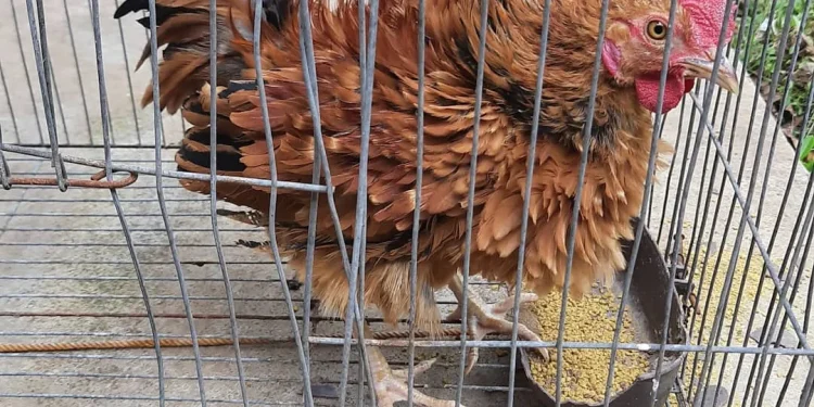 ayam walik