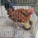 ayam walik
