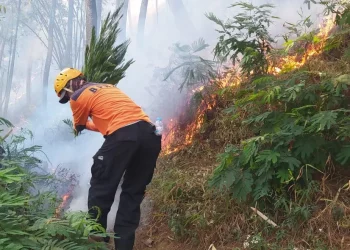 1 Hektar Lahan di Goa Pinus Kota Batu Terbakar