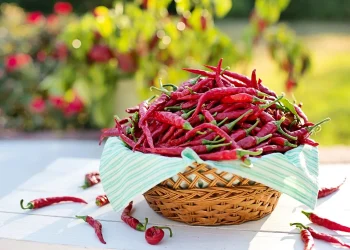 sambal cabai