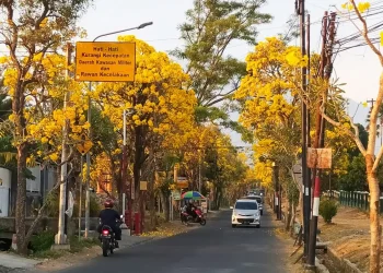 bunga tabebuya
