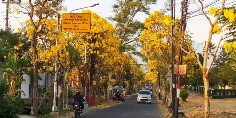 bunga tabebuya