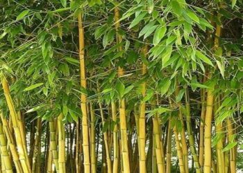 Ilustrasi Bambu Kuning.