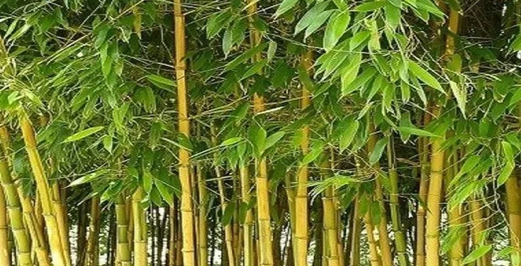 Ilustrasi Bambu Kuning.