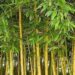 Ilustrasi Bambu Kuning.