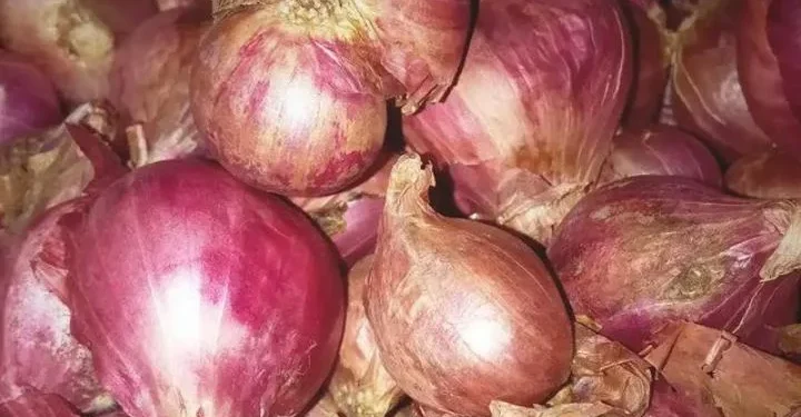 Ilustrasi bawang merah.