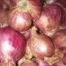 Ilustrasi bawang merah.