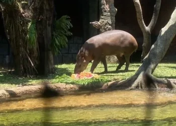 Tapir brasil yang ada di Batu Secret Zoo, Jatim Park 2.