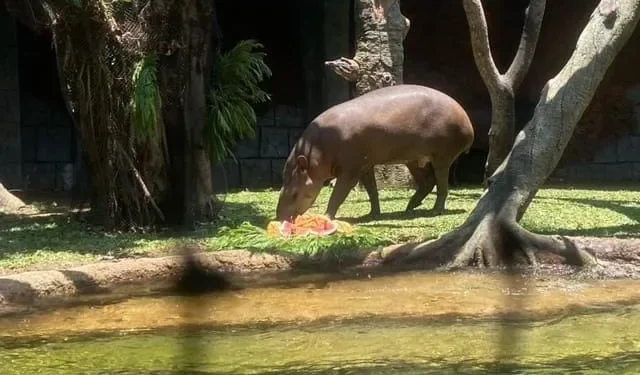 Tapir brasil yang ada di Batu Secret Zoo, Jatim Park 2.