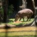 Tapir brasil yang ada di Batu Secret Zoo, Jatim Park 2.