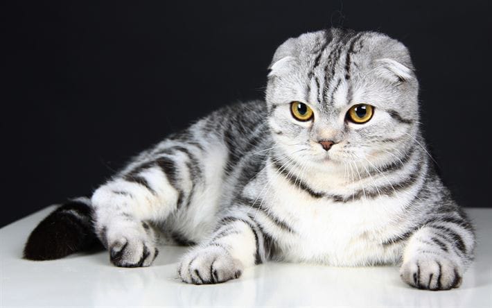 Potret kucing Scottish Fold
