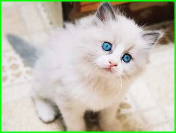 Potret kucing persia.