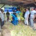 Pengabdian kepada masyarakat yang dilakukan UM pada peternak Desa Sambigede.