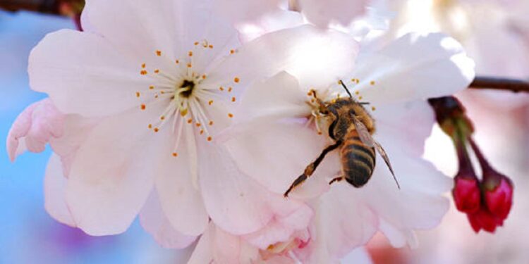 Ilustrasi lebah menghitung bunga yang harus dikunjungi.