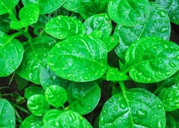 Ilustrasi daun binahong.