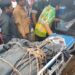 Proses evakuasi jenazah awak Pesawat TNI AU Super Tucano.