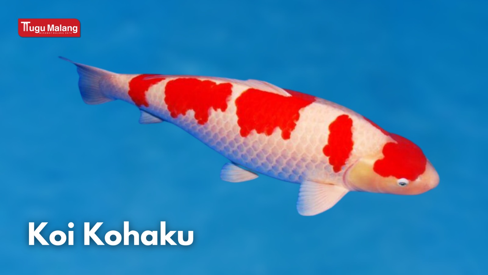 Jenis Ikan Koi Kohaku.