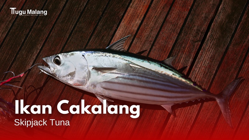 Ikan Cakalang, salah satu jenis tuna yang paling banyak ditangkap nelayang Kab. Malang. 