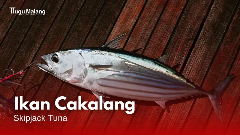 Ikan Cakalang, salah satu jenis tuna yang paling banyak ditangkap nelayang Kab. Malang.