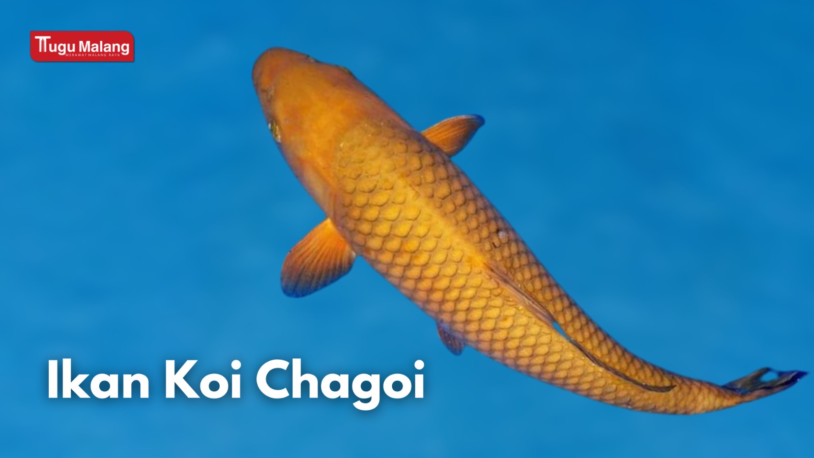 Jenis Ikan Koi Chagoi. 