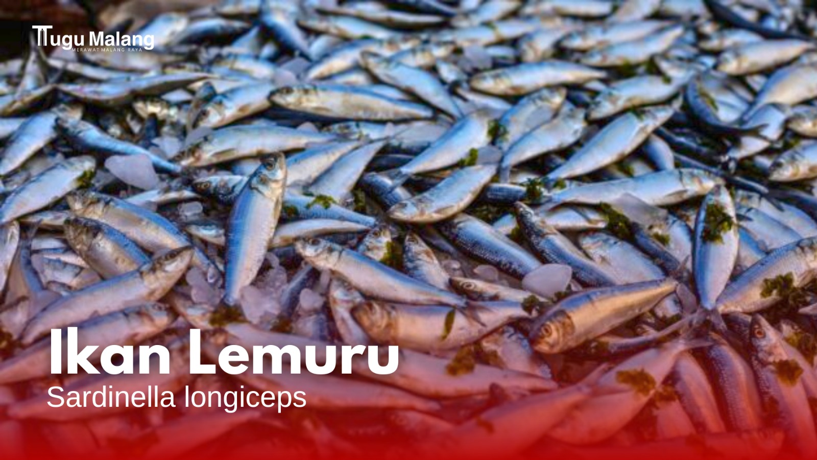 Hasil tangkap Ikan Lemuru capai 1784 ton pada 2022.