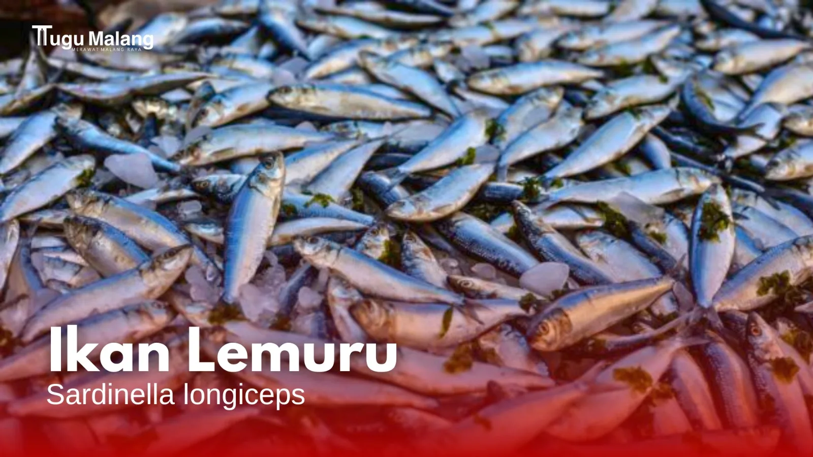 Hasil tangkap Ikan Lemuru capai 1784 ton pada 2022.
