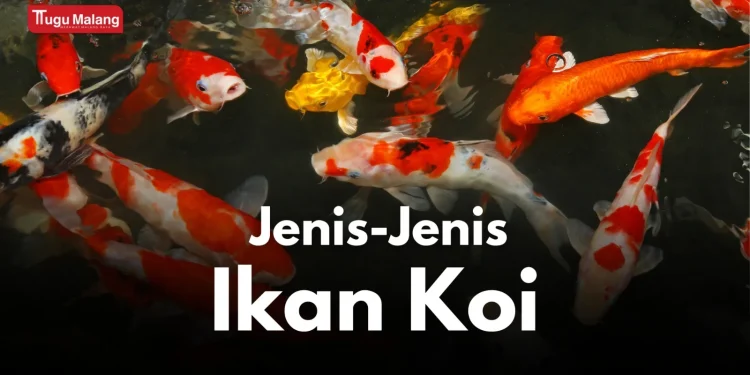 Beragam jenis ikan koi dengan keunikan warna dan motifnya.