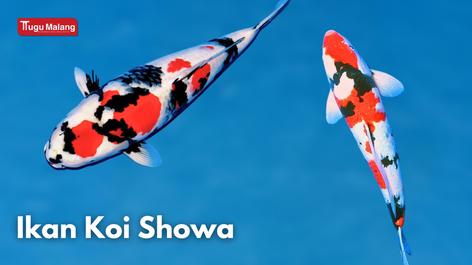 Ikan Koi Showa. 