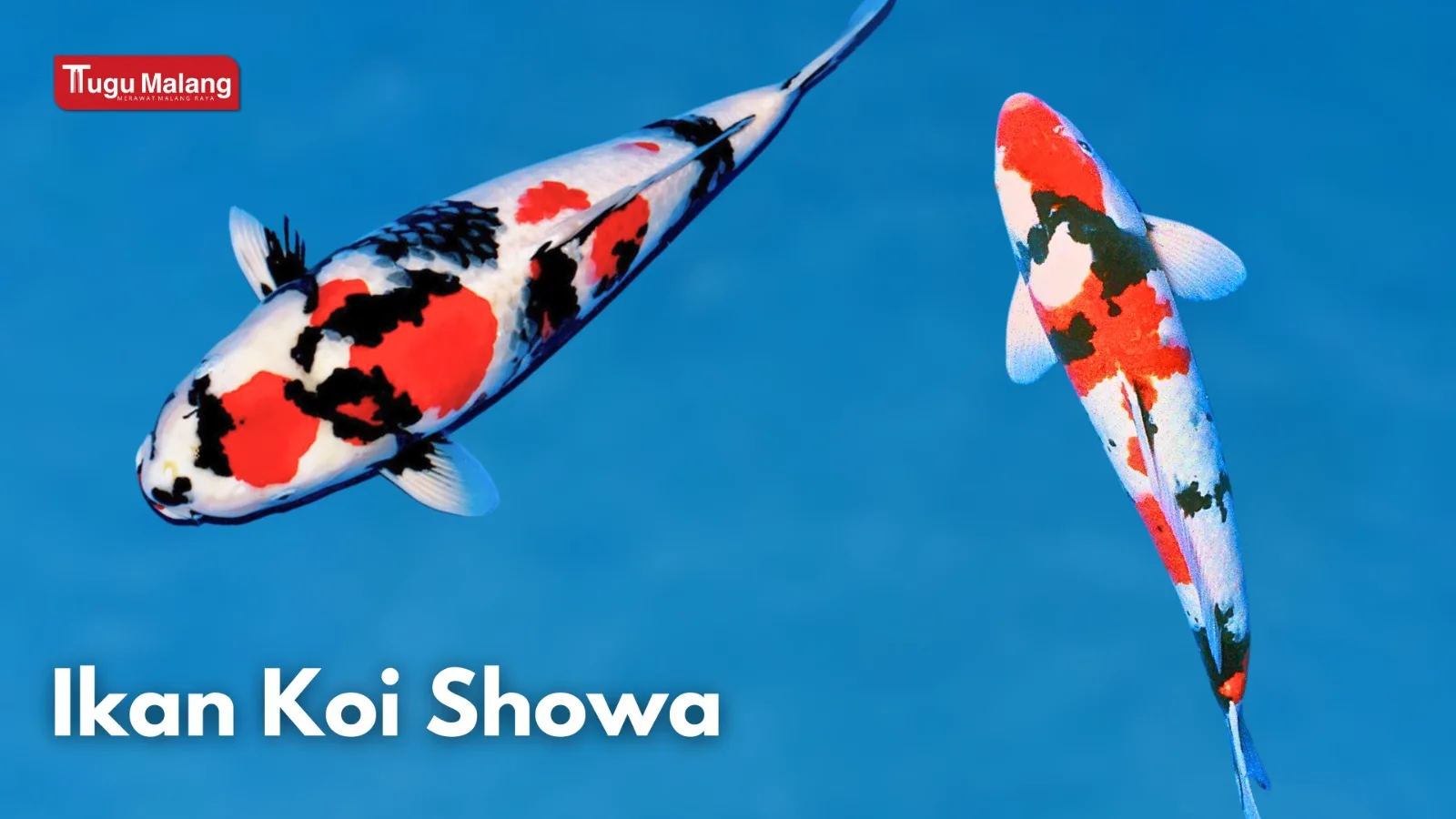 Ikan Koi Showa.