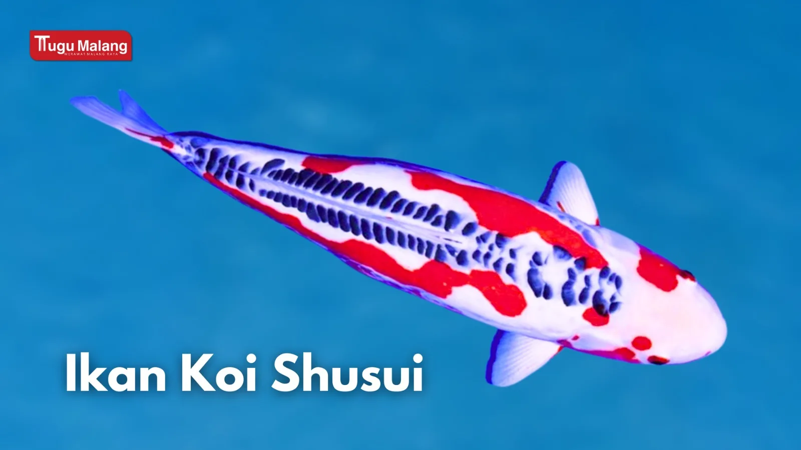 Koi Shusui.