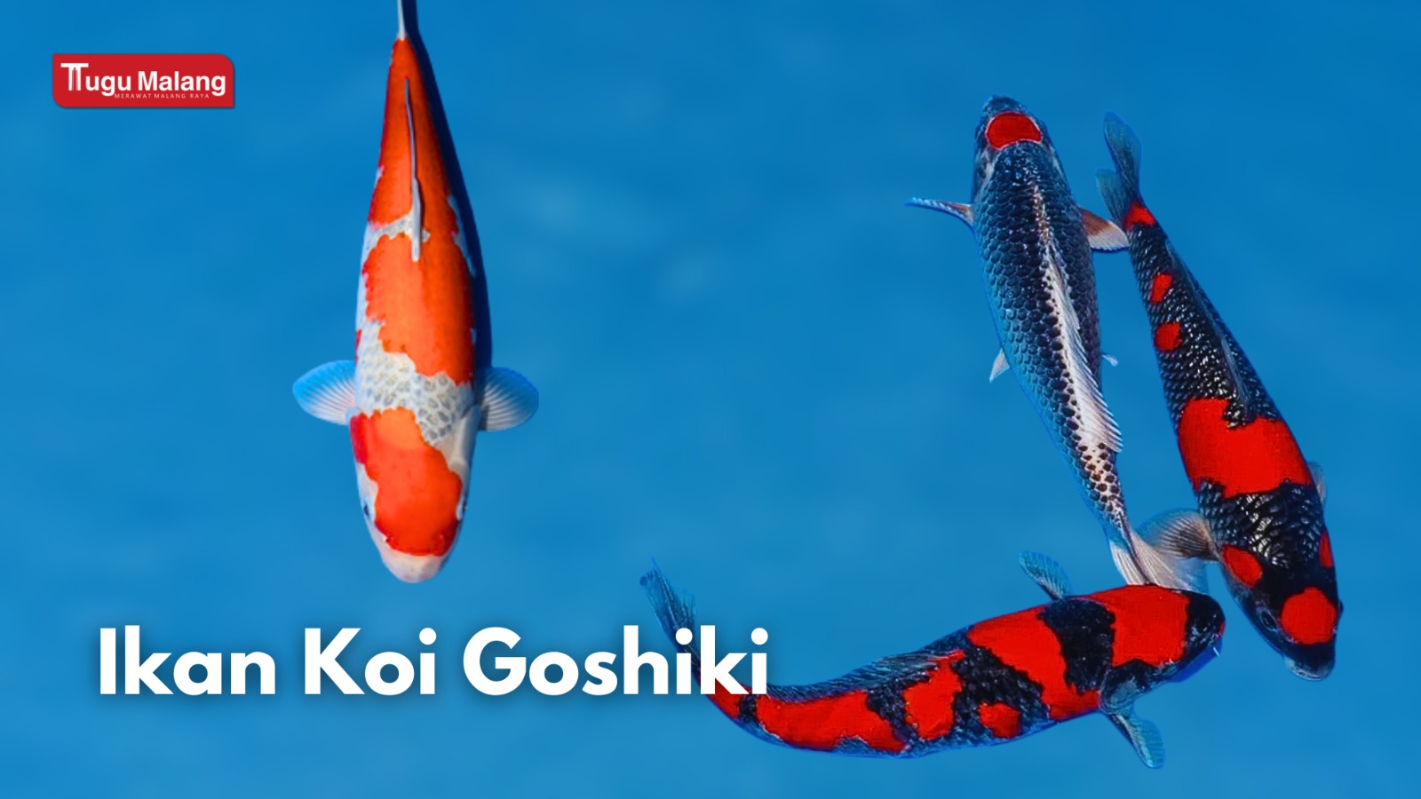 Ikan Koi Goshiki. 
