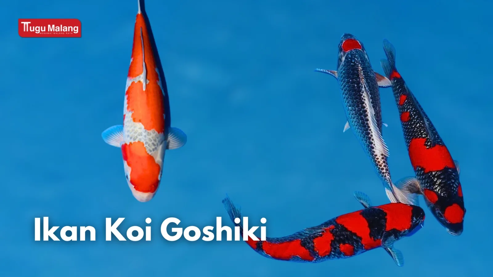 Ikan Koi Goshiki.