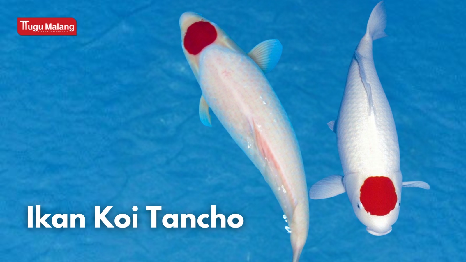Jenis Ikan Koi Tancho.