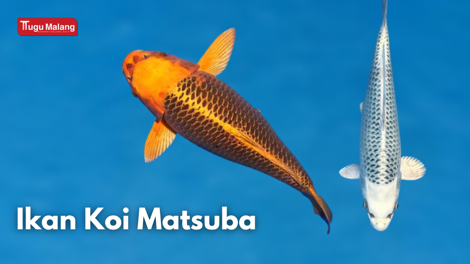 Jenis Ikan Koi Matsuba. 