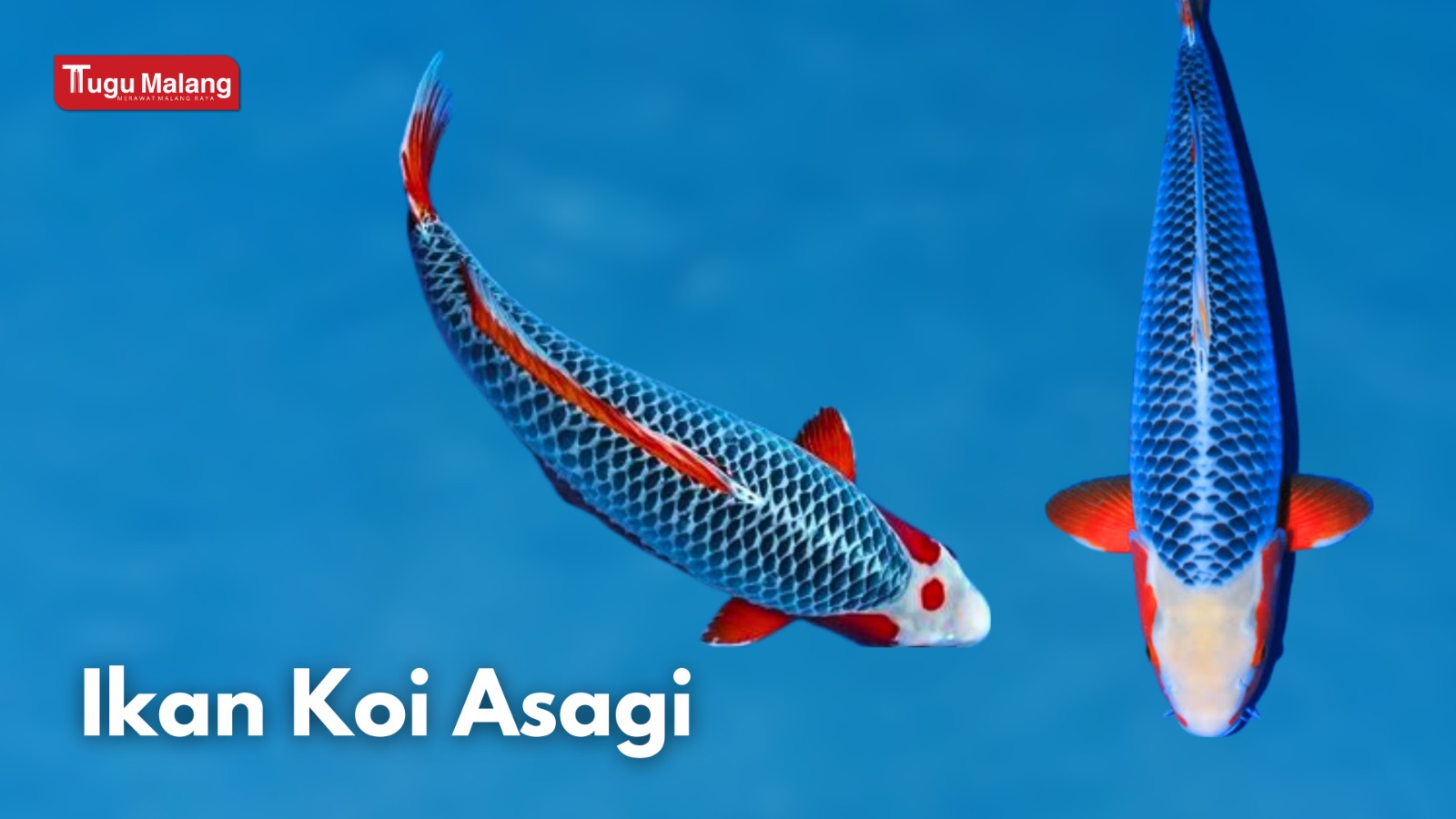 Ikan Koi Asagi. 