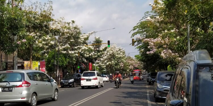 Suasana jalan di Kota Batu yang dipenuhi bunga dari pohon tabebuya. Foto: Azmy